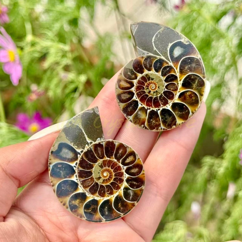 Mini Ammonite Cut Fossil