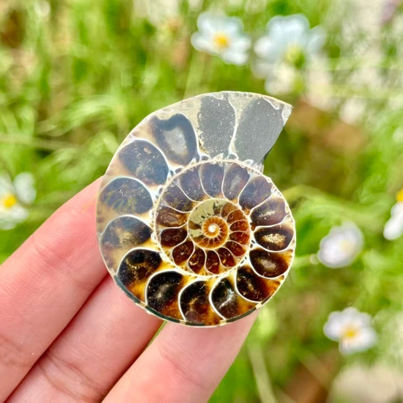 Mini Ammonite Cut Fossil