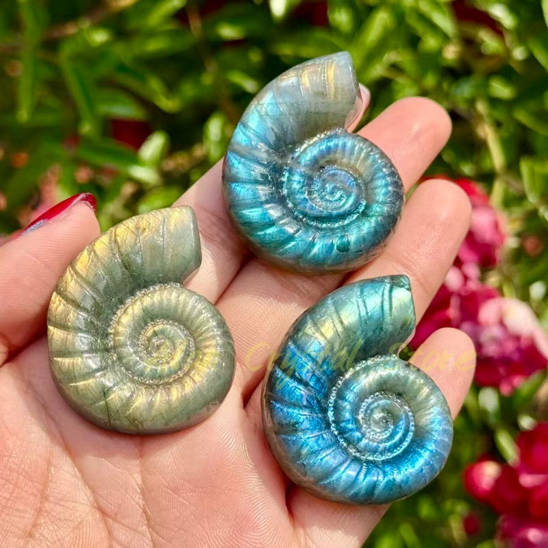 Labradorite Ammonite Carving