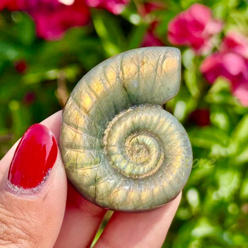 Labradorite Ammonite Carving