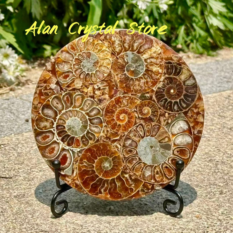 Ammonite Fossil Decoration
