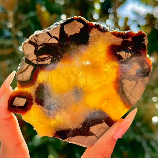 Natural Septarium Slice.