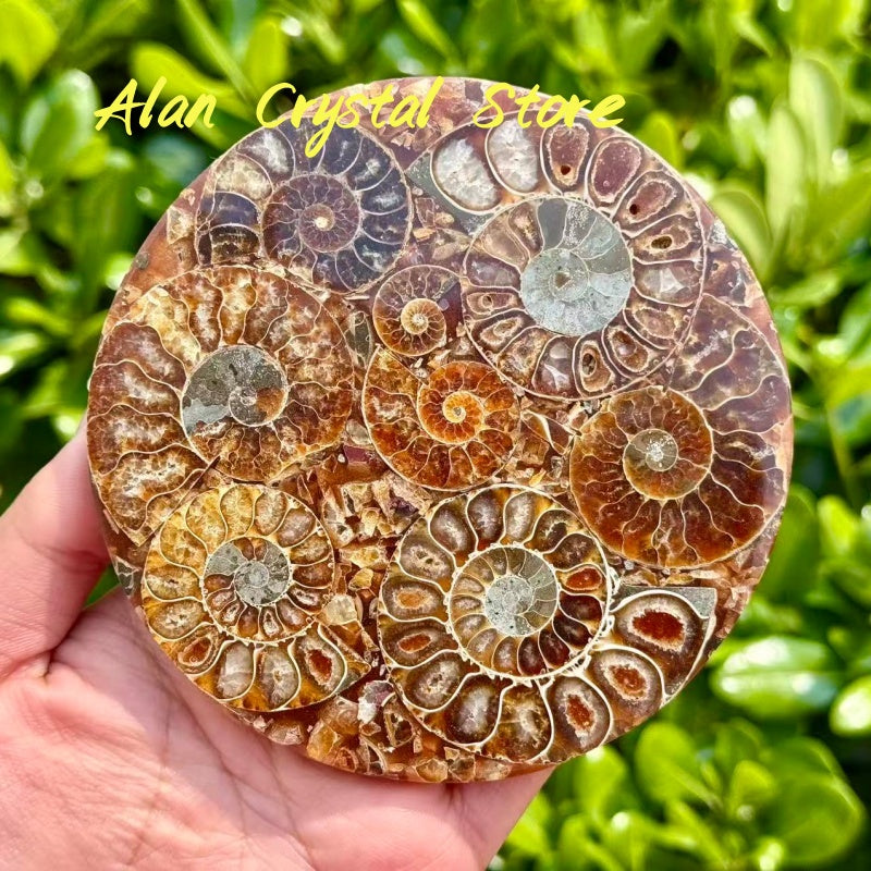 Ammonite Fossil Decoration