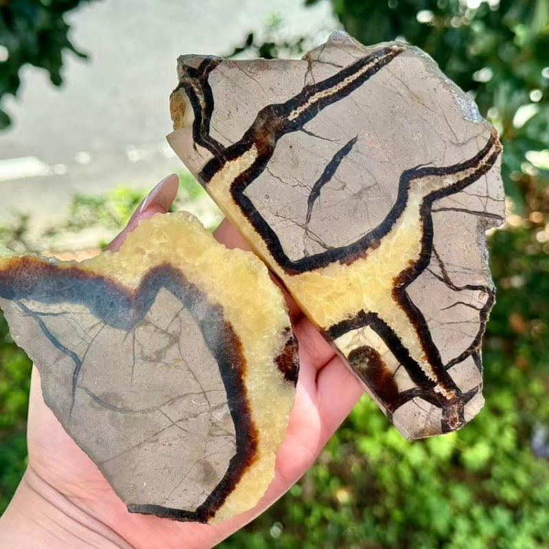 Natural Septarium Slice.
