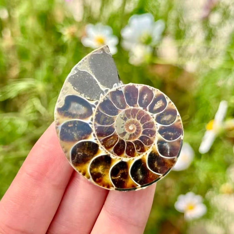 Mini Ammonite Cut Fossil