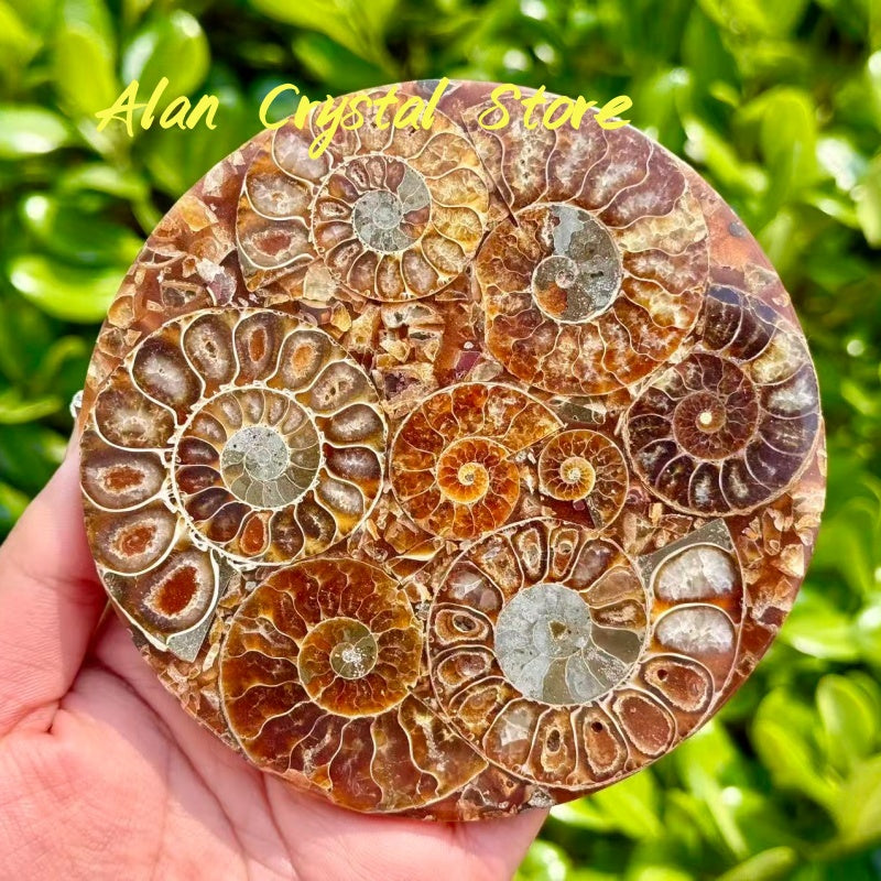 Ammonite Fossil Decoration