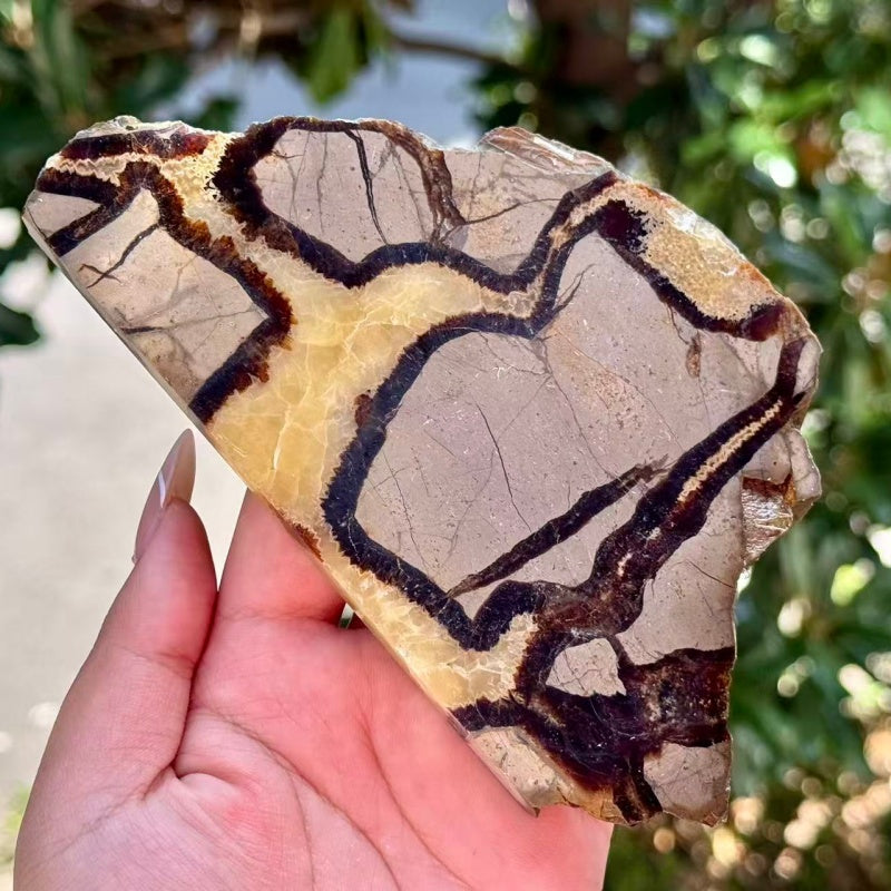 Natural Septarium Slice.