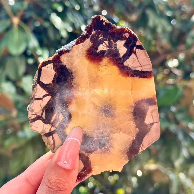 Natural Septarium Slice.