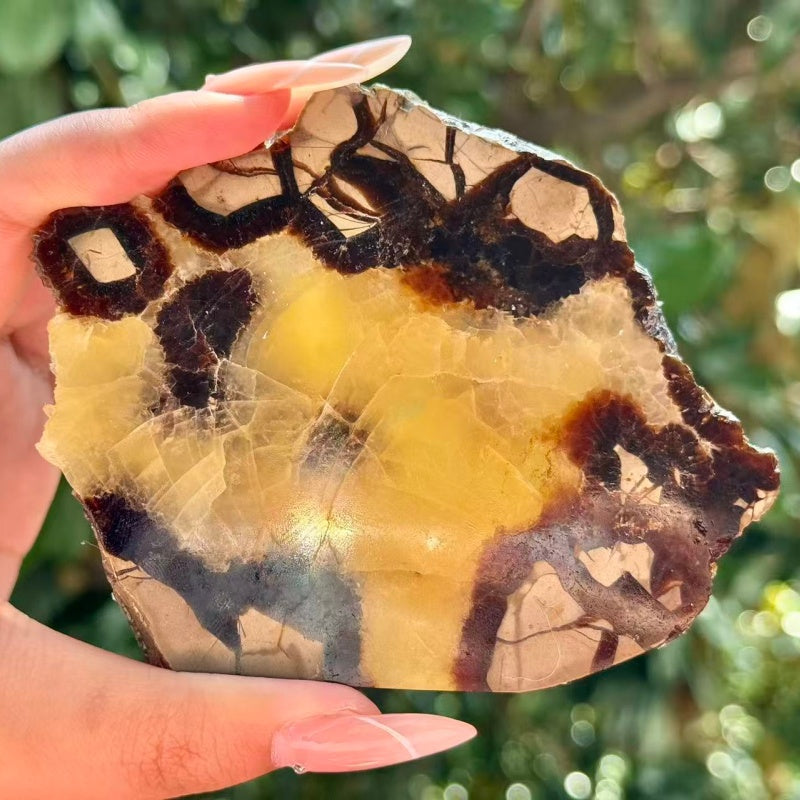 Natural Septarium Slice.