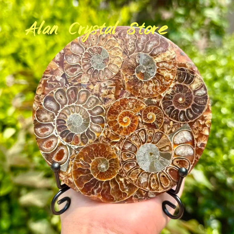 Ammonite Fossil Decoration