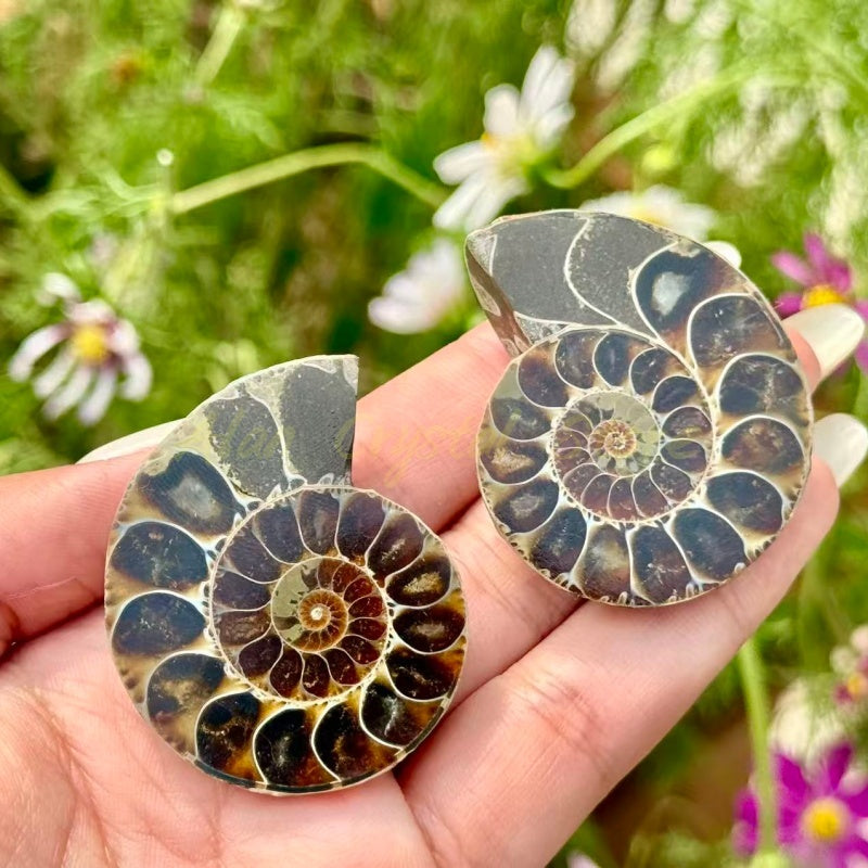 Mini Ammonite Cut Fossil
