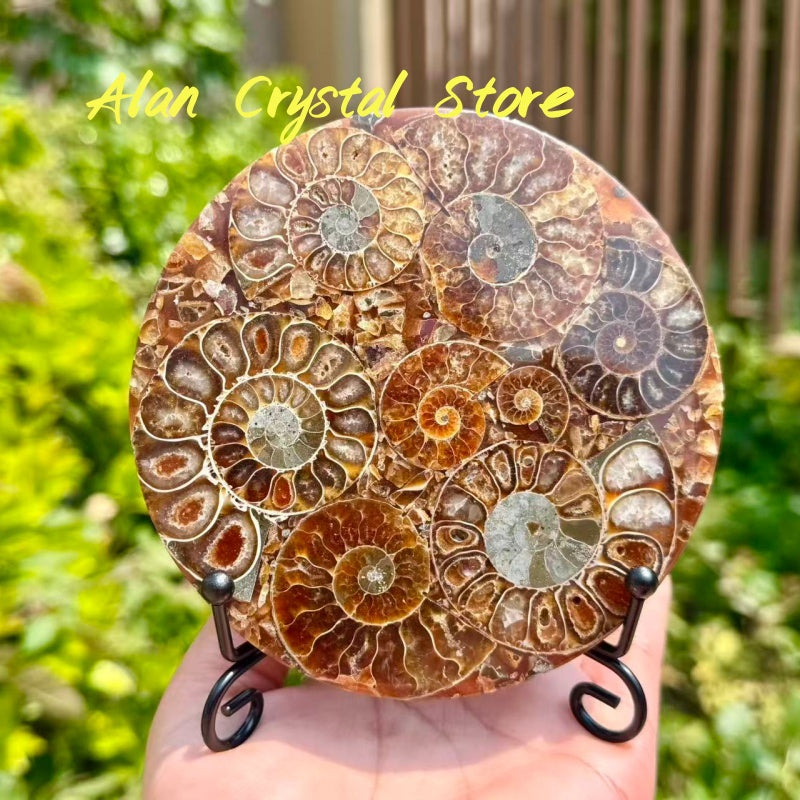Ammonite Fossil Decoration