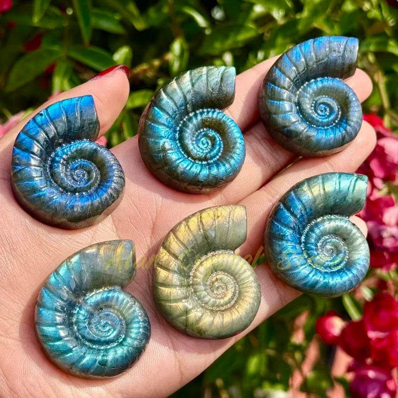 Labradorite Ammonite Carving