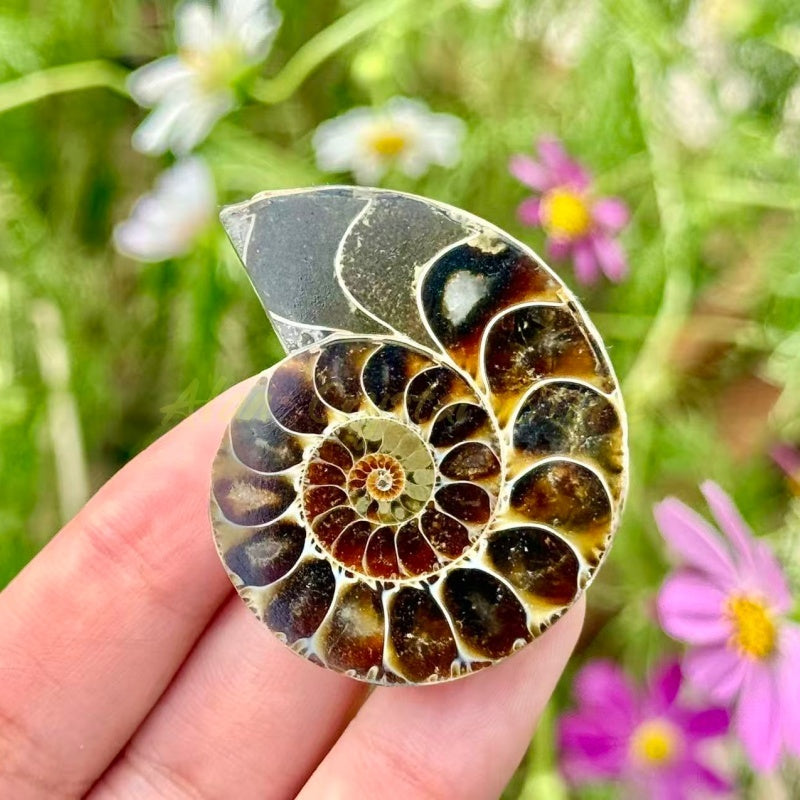 Mini Ammonite Cut Fossil