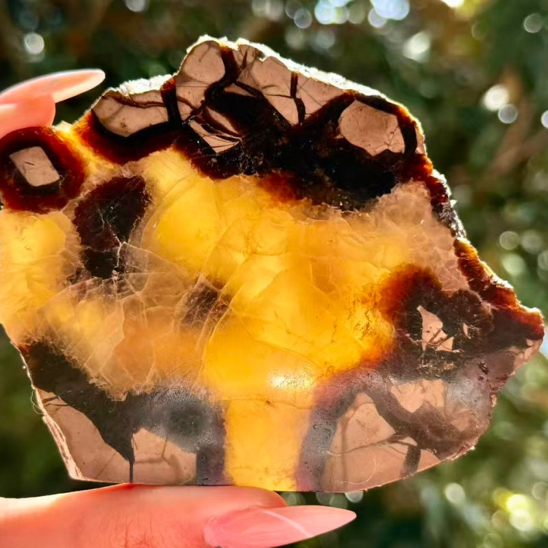 Natural Septarium Slice.