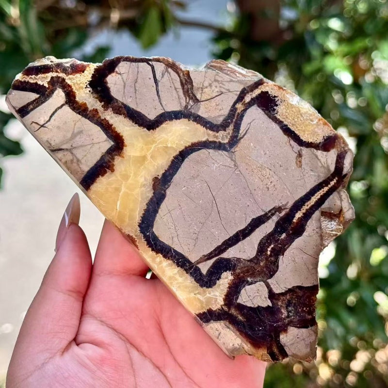 Natural Septarium Slice.